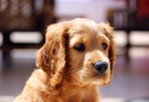 Unusual Rodents that Are Legal to Own