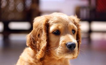 Unusual Rodents that Are Legal to Own