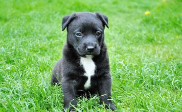 Dolphins are Wildlife, Not Entertainers