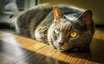 The Easter Bunny and Me