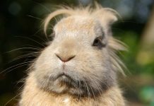 Farm Sanctuary Adds Third Shelter