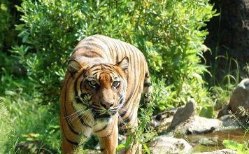 6 Animals that Went Viral Around the World