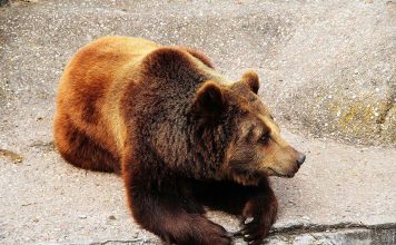 Kind-hearted Cat Nurses Sick Animals Better