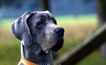 Protect Horses from Cruel Entertainment on World Animal Day